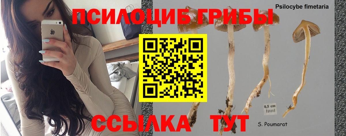 Краснознаменск  Галлюциногенные грибы MAGIC MUSHROOMS  Галлюциногенные грибы Psilocybe  Вход с VPN 